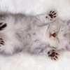 ฅ^•ω•^ฅ