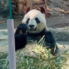 パ？ダ🐼