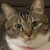 🐱パトロールネコ🐱