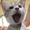 すずにゃん