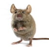 🐭ネズミの世話係🦖🧸
