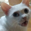 チエルンバ　【ハル🌸🐈】
