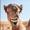 ﾏﾂｴｸｻﾛﾝ🐫Rolan