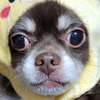 ピグルナ🍮🍓