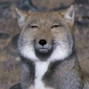 本日のラッキー🎶：ぐるりよざ