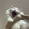 レオたん