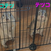 コテツとテツコです