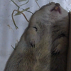 コテツ君だわよ