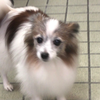 イッヌ🎀🍪