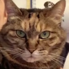 🐈noraneko🐈