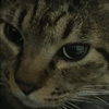 げし