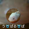う➰ぱる➰ぱ🍅⚽／🌷☎️
