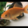 🌺金魚太郎🌺✨