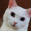 そらにゃん