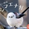 えがちゃん