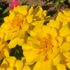 🌼ながたに🌼