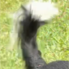 海浜幕張のレム🐶🦴