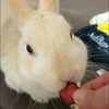 ゆいたん🐇🥕🌒💜