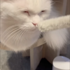 ふにゃん
