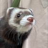 こーた