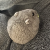 はぐ丸🤐