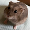 そら豆
