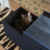 ねこ
