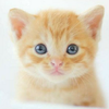 にゃん太郎🐈