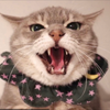 伽倻子ちゃん伯爵