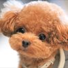 モカ🐩　🐢🌼