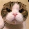 んゆ