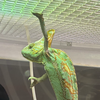 tum