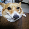 ペコちゃん