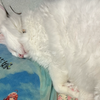 ねねこ🐈‍⬛❄️