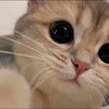 もなてゃん