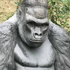 イケメンゴリラ