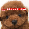 わんこにゃんこ☺️（ミクチャ公認）