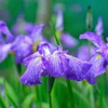 菖蒲