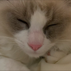 のこ