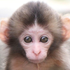 モンキー・ピンチ🐒