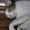 Siriphon