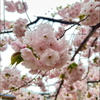 🌸さくら🌸