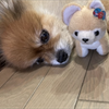 クゥー&モコ