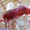 葡萄-えび-🍇🦐