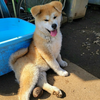駄犬