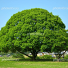 rimu01