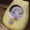 ほちゅ