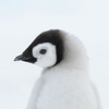 まほ🐧