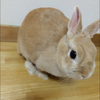 きなこ