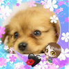 えなり犬υ´• ﻌ •`υ ﾜﾝ